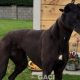 CARLY-greyhound- F (4)