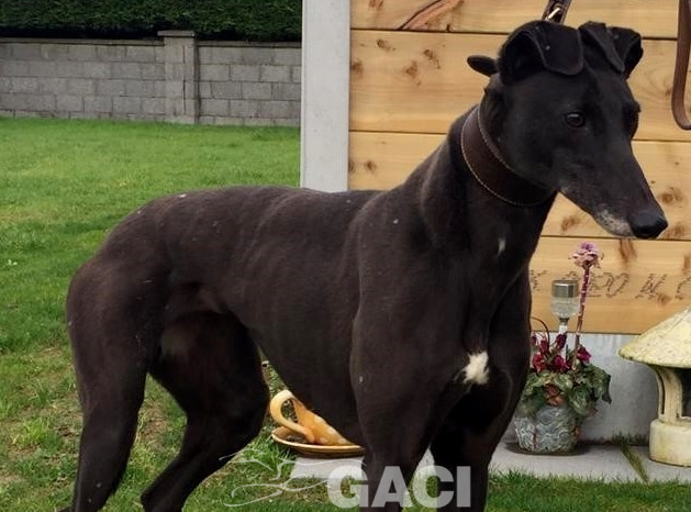 CARLY-greyhound- F (4)