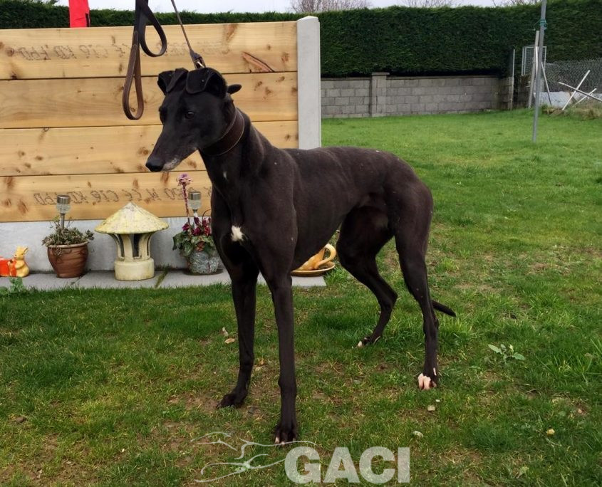 CARLY-greyhound- F (5)
