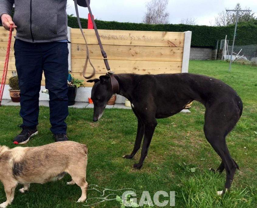 CARLY-greyhound- F (6)
