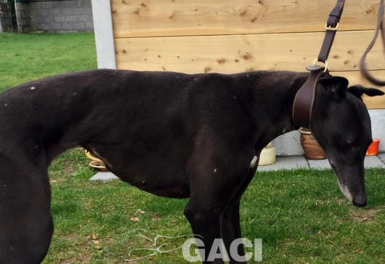 CARLY-greyhound- F (7)