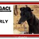 CARLY-greyhound- F (8)