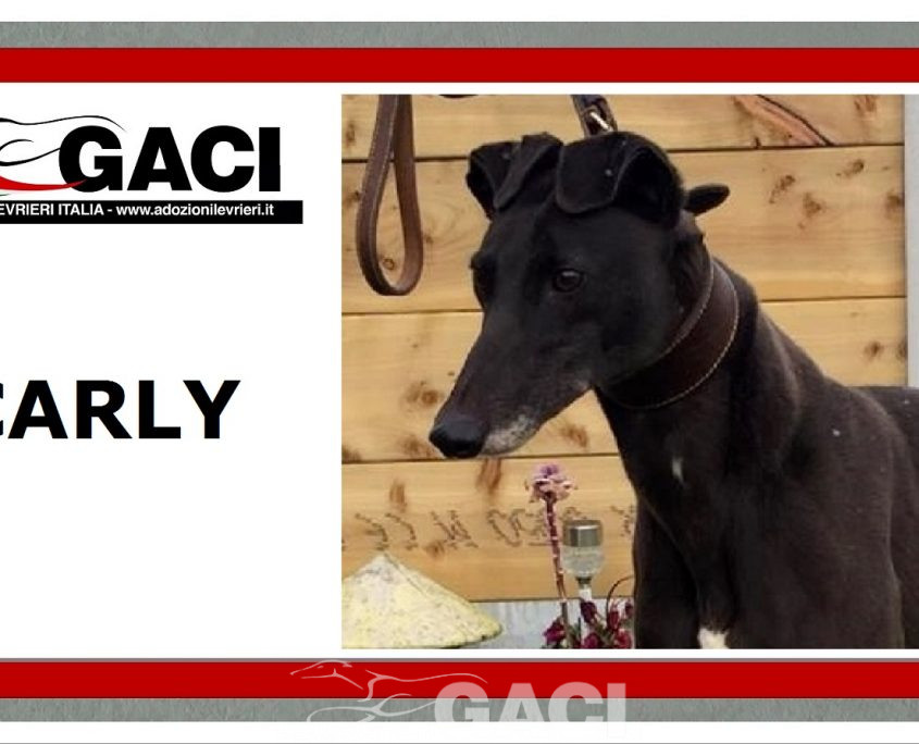 CARLY-greyhound- F (8)