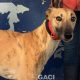 DOLLY-greyhound-GACI-F (1)
