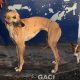 DOLLY-greyhound-GACI-F (2)