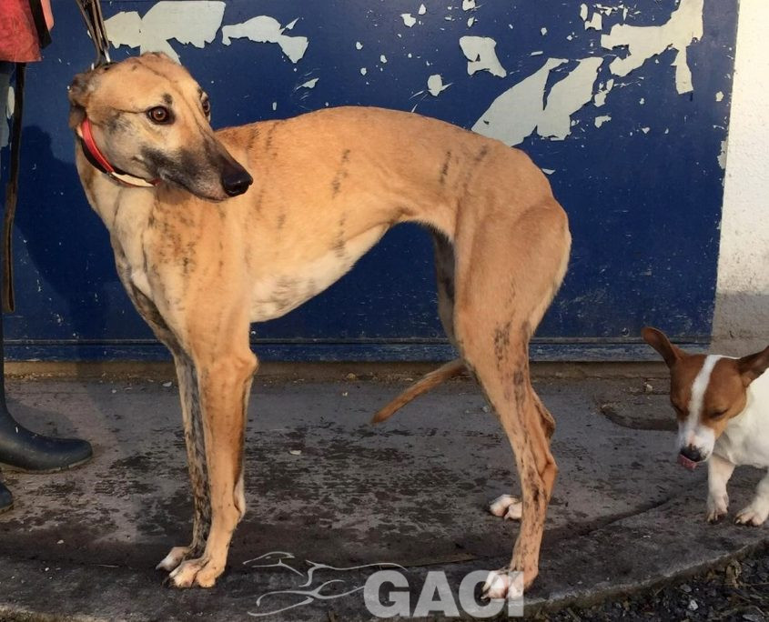 DOLLY-greyhound-GACI-F (2)