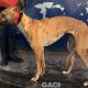 DOLLY-greyhound-GACI-F (3)