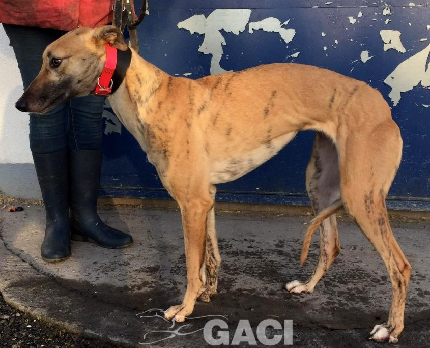 DOLLY-greyhound-GACI-F (3)