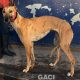 DOLLY-greyhound-GACI-F (4)