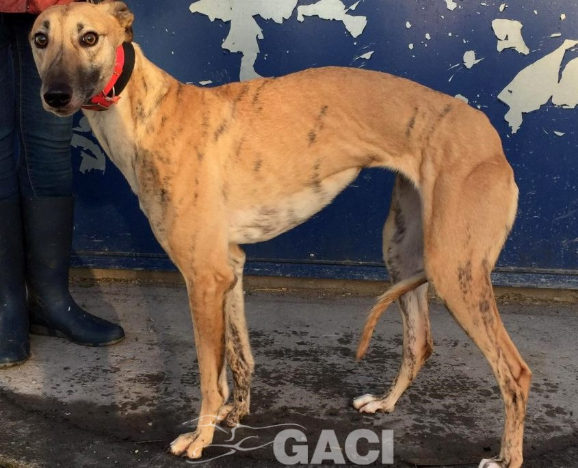 DOLLY-greyhound-GACI-F (4)