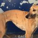 DOLLY-greyhound-GACI-F (5)