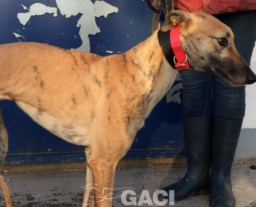 DOLLY-greyhound-GACI-F (6)