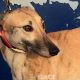 DOLLY-greyhound-GACI-F (7)