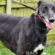 HONEY-greyhound-GACI- (1)