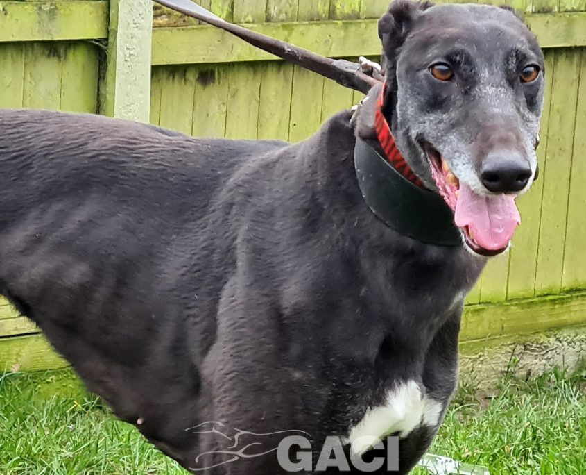 HONEY-greyhound-GACI- (1)