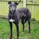 HONEY-greyhound-GACI- (2)