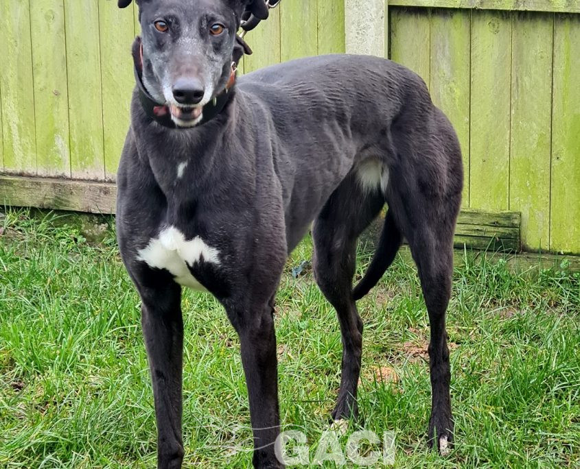 HONEY-greyhound-GACI- (2)