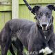 HONEY-greyhound-GACI- (3)