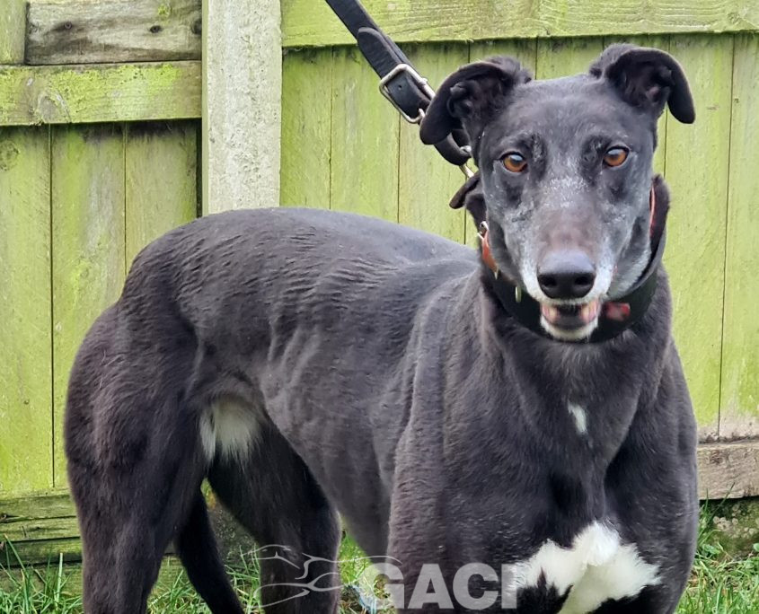HONEY-greyhound-GACI- (3)