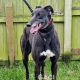HONEY-greyhound-GACI- (4)