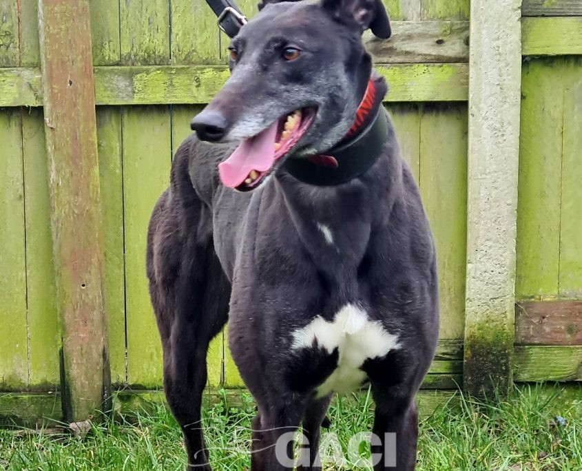 HONEY-greyhound-GACI- (4)
