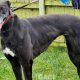 HONEY-greyhound-GACI- (5)