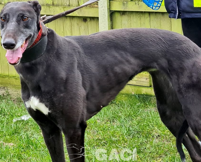 HONEY-greyhound-GACI- (5)