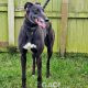 HONEY-greyhound-GACI- (6)
