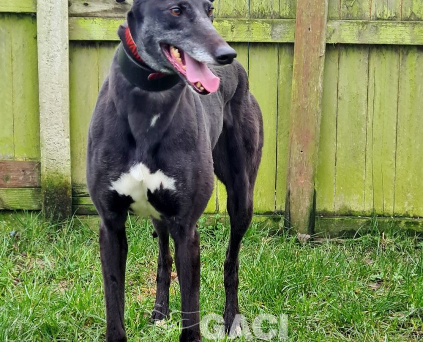 HONEY-greyhound-GACI- (6)