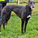 HONEY-greyhound-GACI- (7)