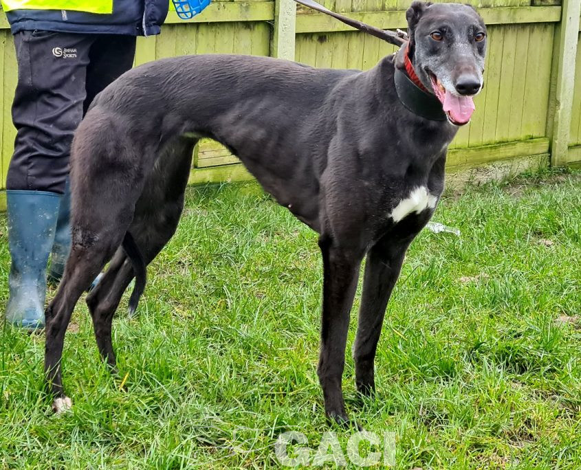 HONEY-greyhound-GACI- (7)