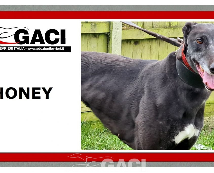 HONEY-greyhound-GACI- (8)