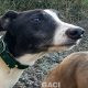 KENDRA-greyhound-GACI-F (1)