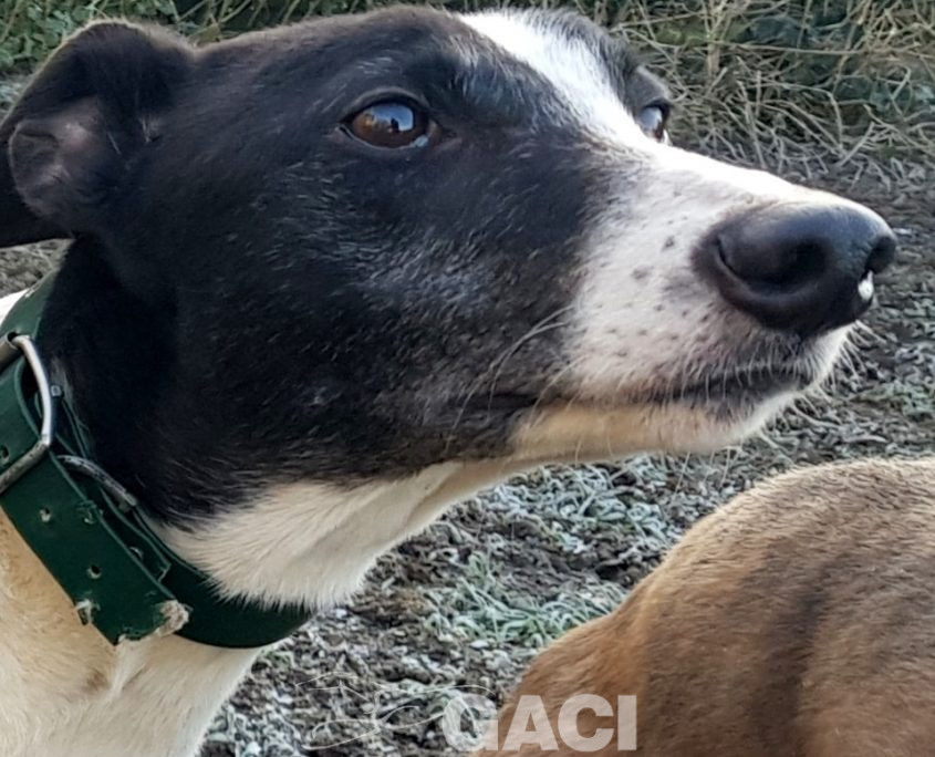 KENDRA-greyhound-GACI-F (1)