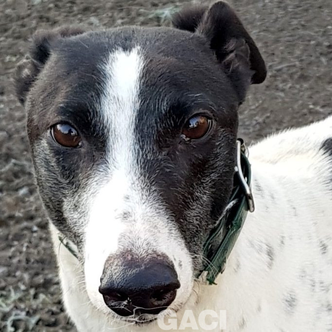 KENDRA-greyhound-GACI-F (2)