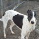 KENDRA-greyhound-GACI-F (4)