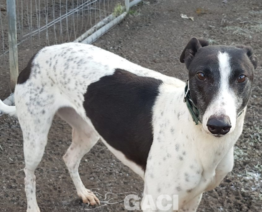 KENDRA-greyhound-GACI-F (4)