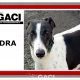 KENDRA-greyhound-GACI-F (5)