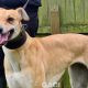 KITTY-greyhound-GACI-F (1)