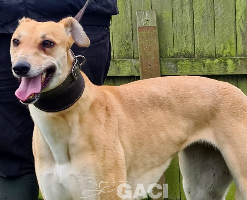 KITTY-greyhound-GACI-F (1)