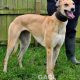 KITTY-greyhound-GACI-F (2)