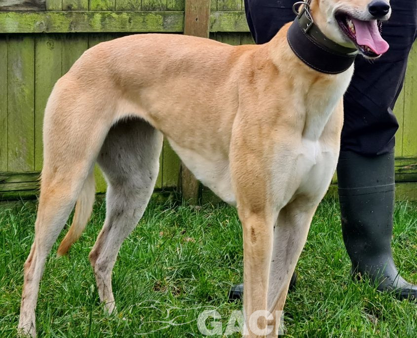 KITTY-greyhound-GACI-F (2)