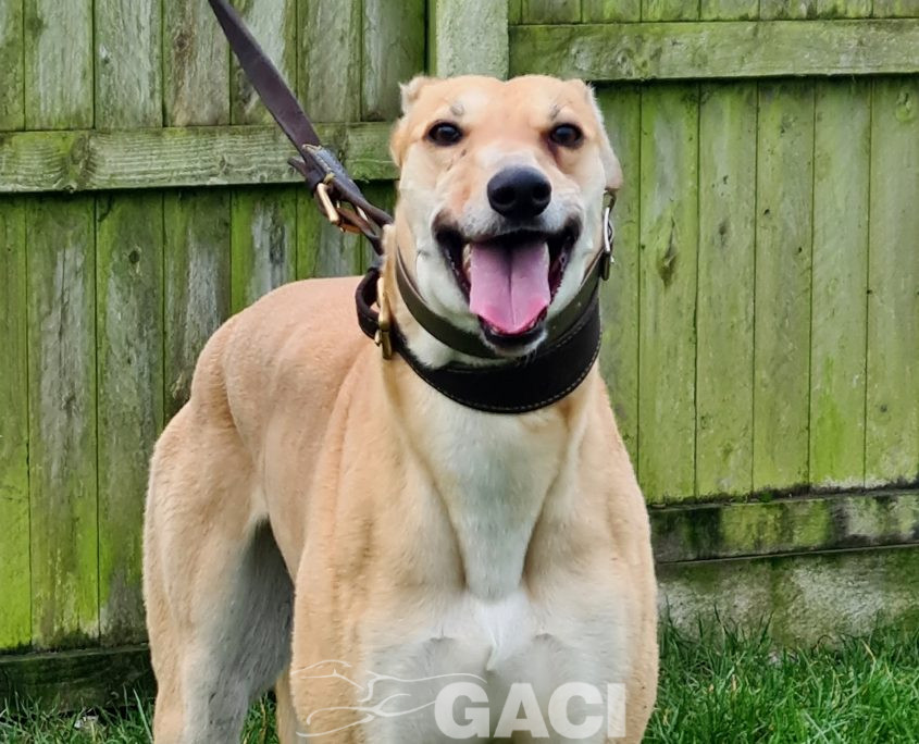 KITTY-greyhound-GACI-F (3)