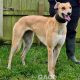 KITTY-greyhound-GACI-F (4)