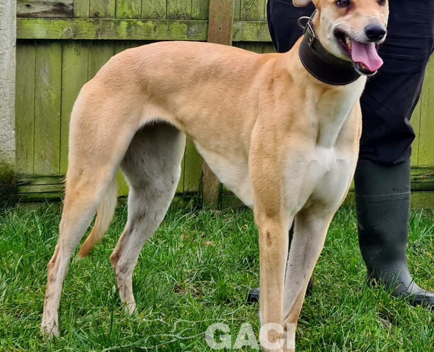 KITTY-greyhound-GACI-F (4)