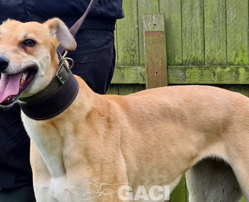 KITTY-greyhound-GACI-F (5)