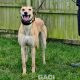 KITTY-greyhound-GACI-F (6)