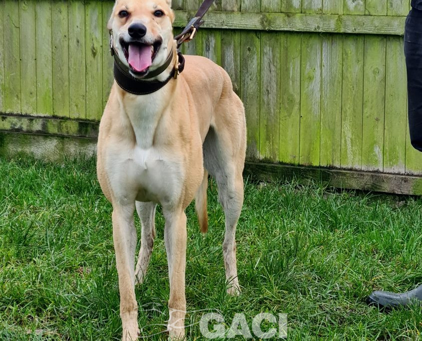 KITTY-greyhound-GACI-F (6)