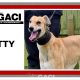 KITTY-greyhound-GACI-F (7)