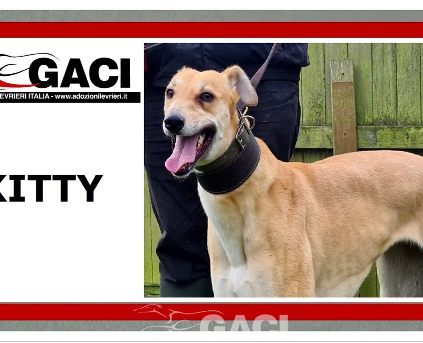 KITTY-greyhound-GACI-F (7)